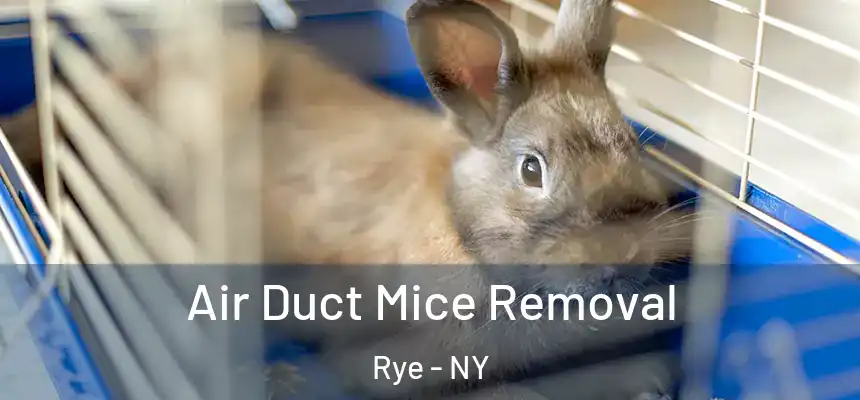  Air Duct Mice Removal Rye - NY