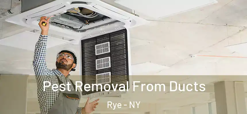  Pest Removal From Ducts Rye - NY