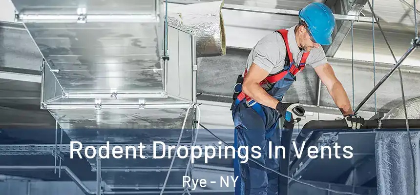  Rodent Droppings In Vents Rye - NY